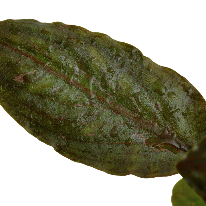 Red Lagenandra Meeboldii plant from Cuboid Nature Aquarium, showcasing vibrant red foliage and lush aquatic growth.