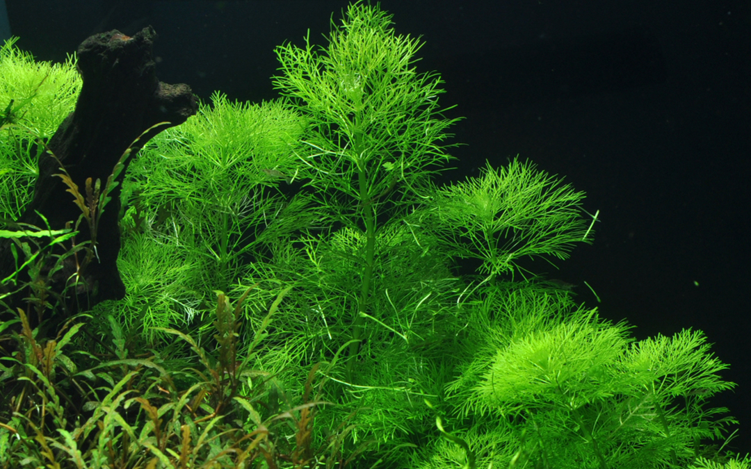 Limnophila Aquatica