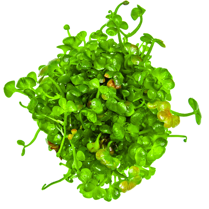 Healthy Marsilea Hirsuta aquatic plant from Cuboid Nature Aquarium, featuring lush green leaves suitable for freshwater aquariums.