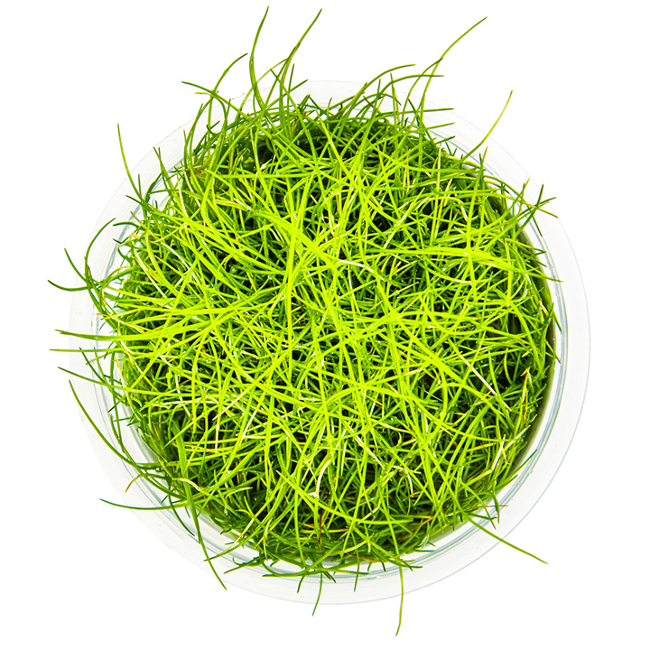 Mini Dwarf Hairgrass (Pusilla)