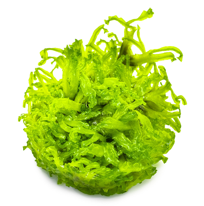 Healthy Monosolenium tenerum aquatic plant from Cuboid Nature Aquarium, lush green foliage for freshwater aquariums.