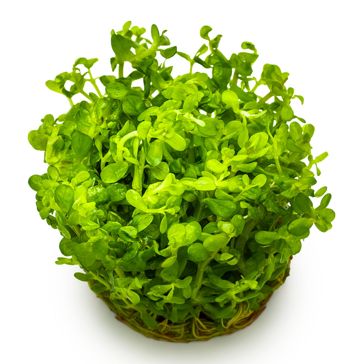 Healthy Rotala Indica Bonsai plant from Cuboid Nature Aquarium, with vibrant green stems and delicate leaves for freshwater aquariums.