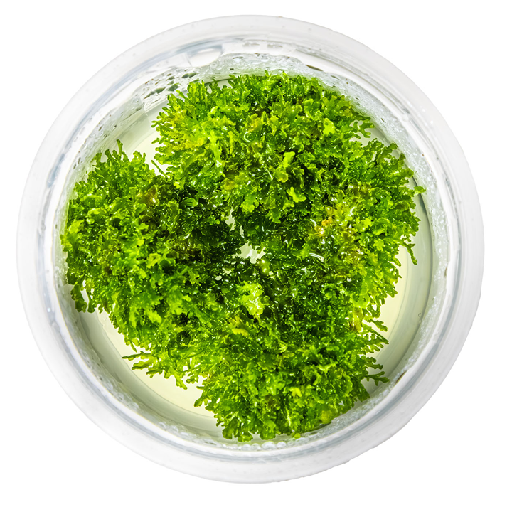 Coral Moss