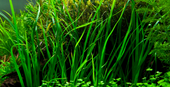 Healthy Cyperus helferi aquatic plant from Cuboid Nature Aquarium, showcasing lush green foliage for freshwater aquariums.
