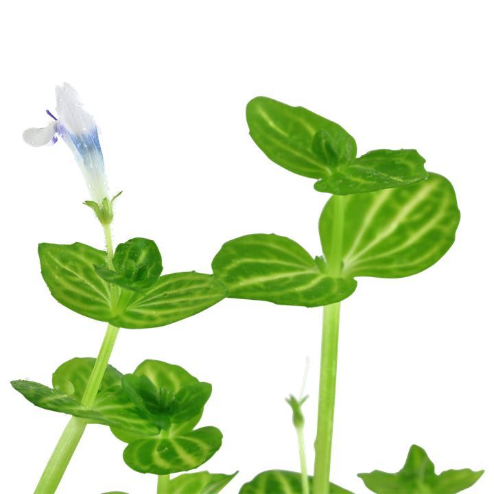 Lindernia rotundifolia aquatic plant from Cuboid Nature Aquarium, with round green leaves and slender stems, suitable for freshwater aquariums.