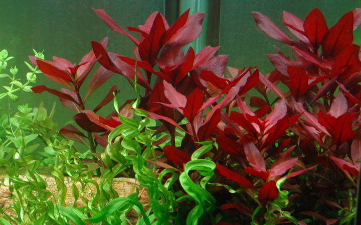 WaterScape Ludwigia Repens Rubin aquatic plant with vibrant red and green leaves, ideal for freshwater aquarium aquascaping.