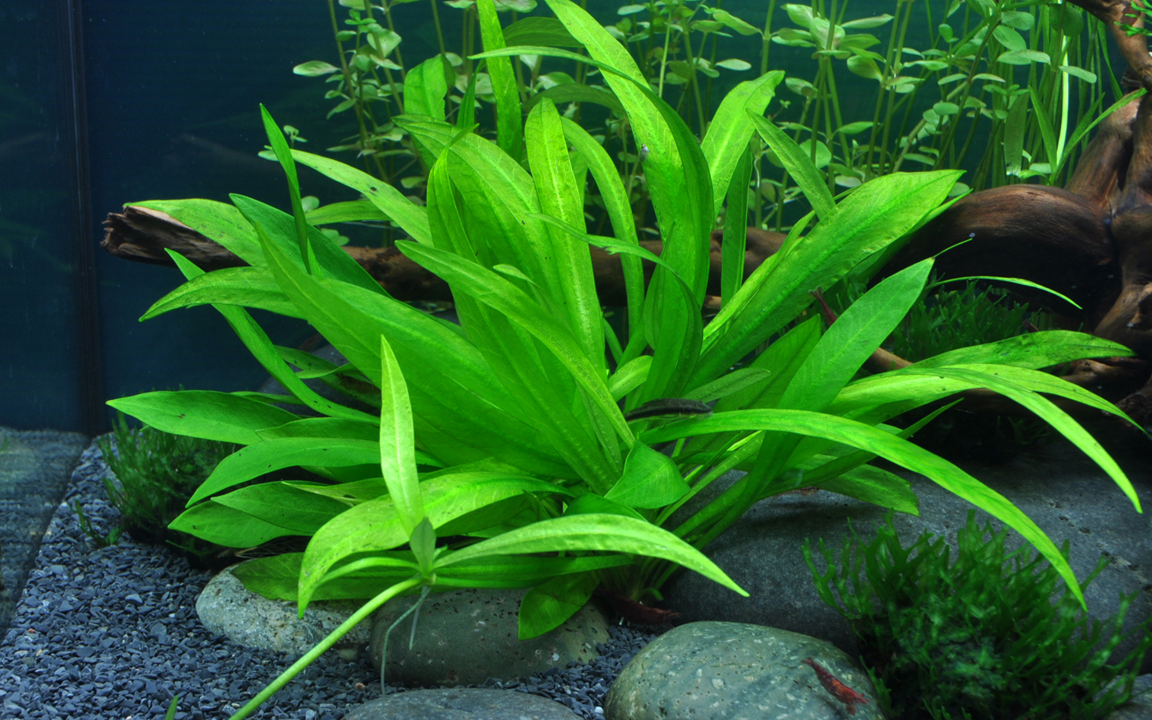 Broad Leaf Chain Sword plant from Cuboid Nature Aquarium featuring lush green, broad leaves suitable for freshwater aquariums.