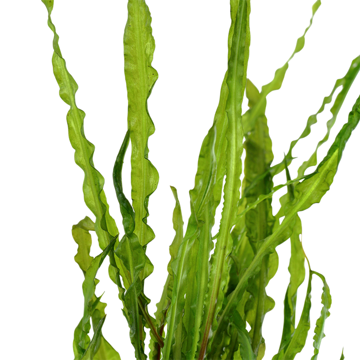 Cryptocoryne crispatula