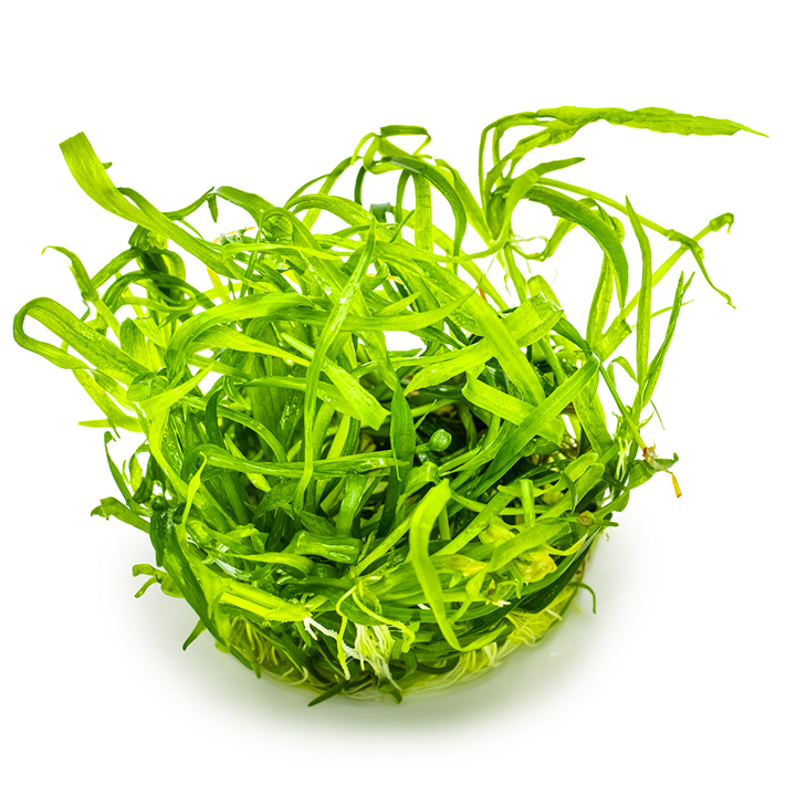 WaterScape Dwarf Chain Sword plant, lush green aquatic plant with fine, chain-like leaves suitable for freshwater aquariums.