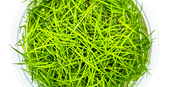 Dwarf Hairgrass (acicularis)