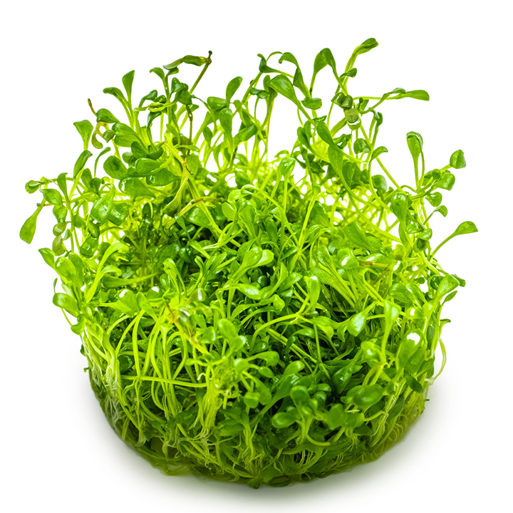 Healthy Glossostigma Elatinoides aquatic plant from Cuboid Nature Aquarium, featuring lush green, small-leafed ground cover for aquariums.