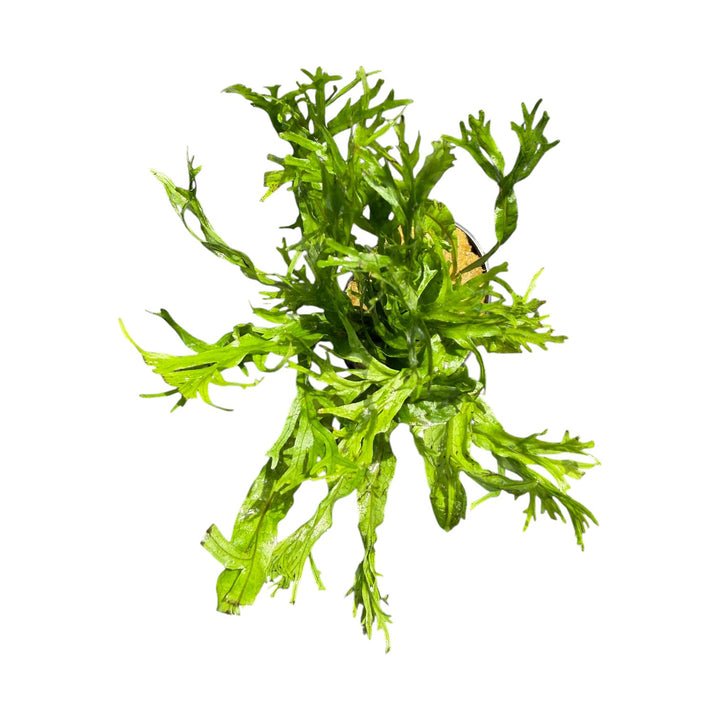 Java Fern Windelov