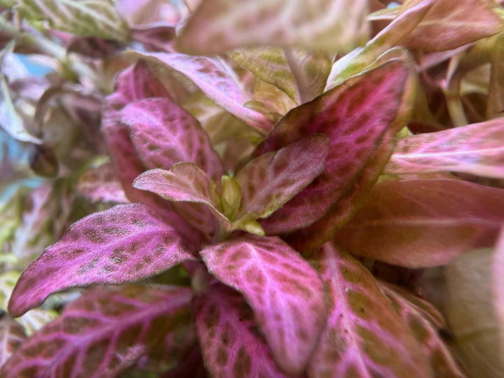 Hygrophila rosanervis