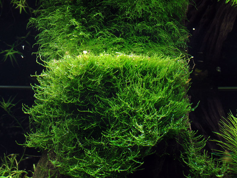 Bogor Moss