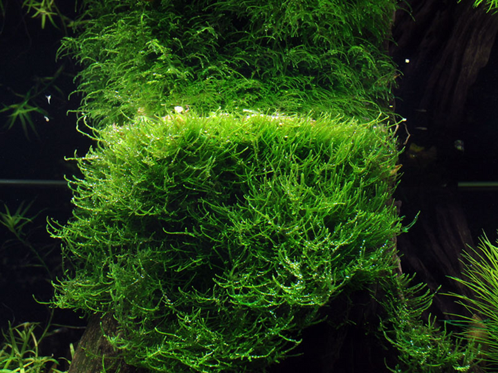 Bogor Moss