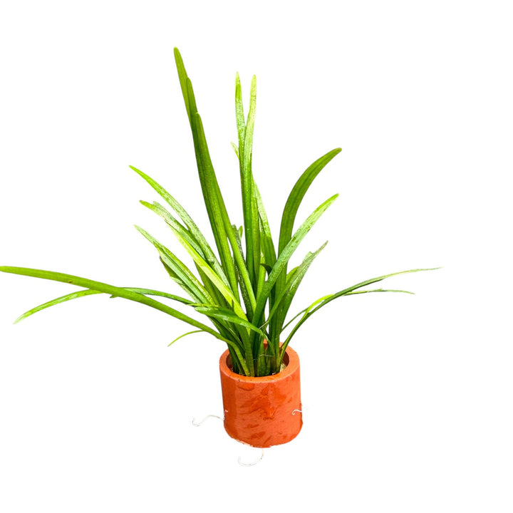 Sagittaria Pusilla