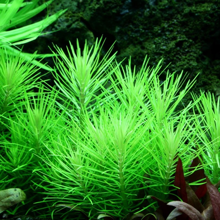 Pogostemon Deccanensis