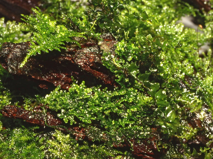 Coral Moss