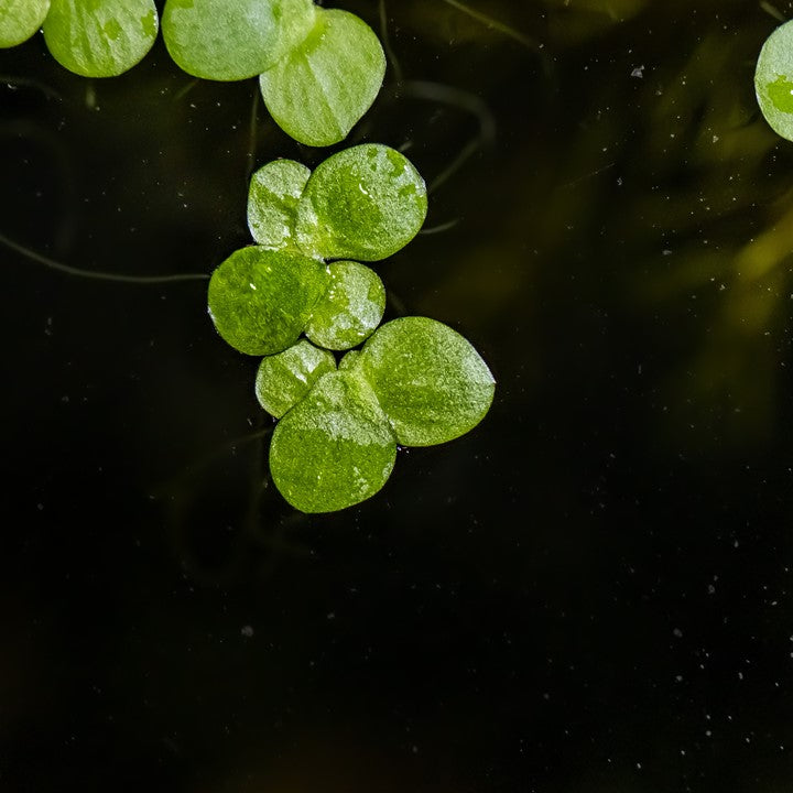 Greater Duckweed