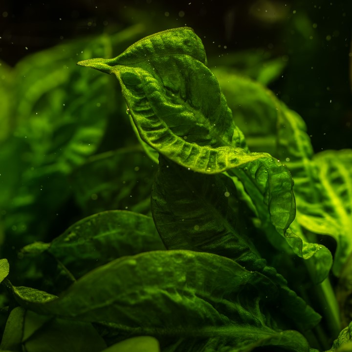 Healthy Echinodorus grisebachii 'Tropica' aquatic plant from Cuboid Nature Aquarium, with lush green leaves and vibrant growth.
