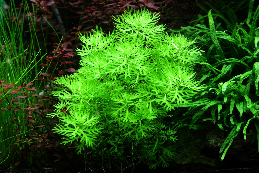 Hottonia palustris