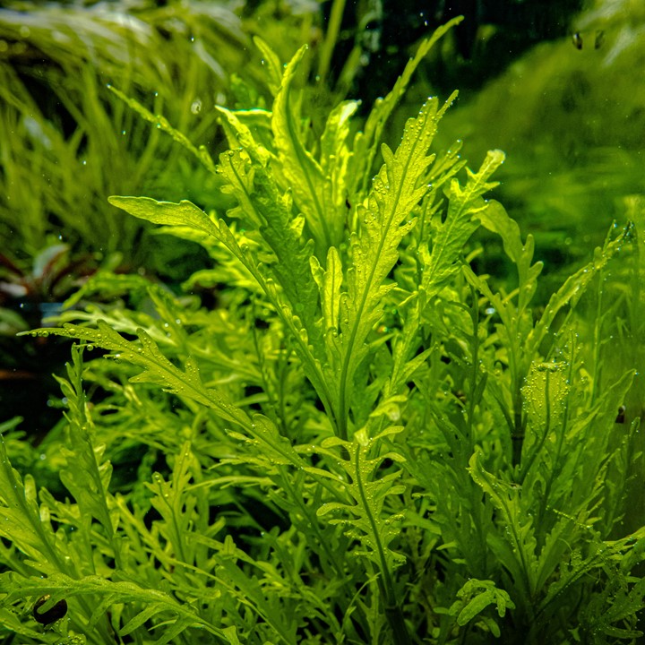 Healthy Hygrophila Odora aquatic plant from Cuboid Nature Aquarium, with lush green leaves suitable for freshwater aquariums.