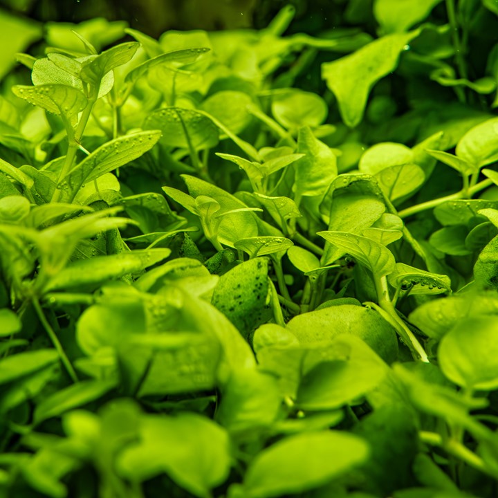 Healthy Hygrophila serphyllum aquatic plant from Cuboid Nature Aquarium, showcasing vibrant green leaves and lush growth.
