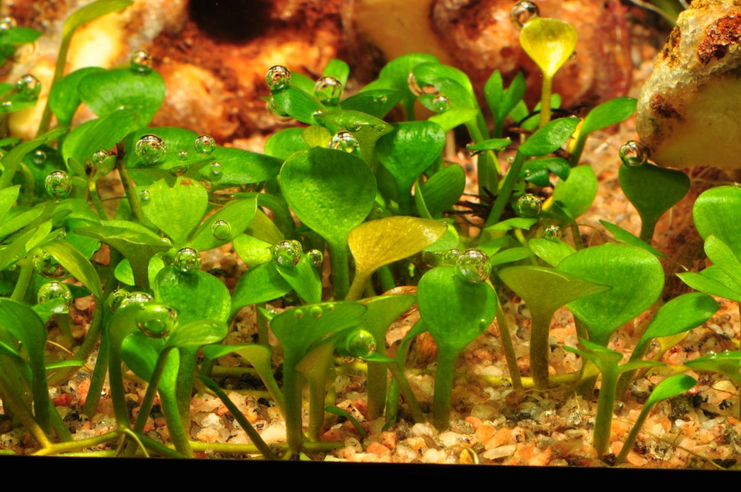 Healthy Marsilea Hirsuta aquatic plant from Cuboid Nature Aquarium, showcasing lush green leaves in a freshwater aquarium setting.