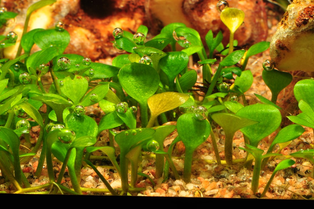 Healthy Marsilea Hirsuta aquatic plant from Cuboid Nature Aquarium, showcasing lush green leaves in a freshwater aquarium setting.