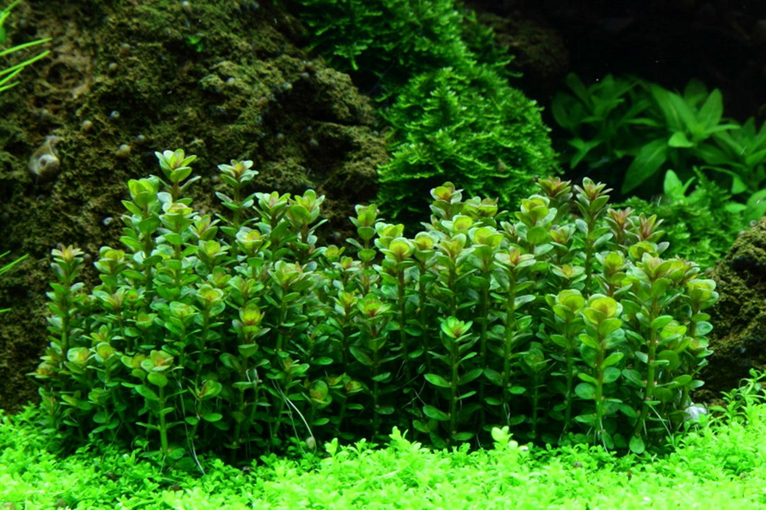 Healthy Rotala Indica Bonsai plant from Cuboid Nature Aquarium, showcasing vibrant green, compact aquatic plant for freshwater aquariums.