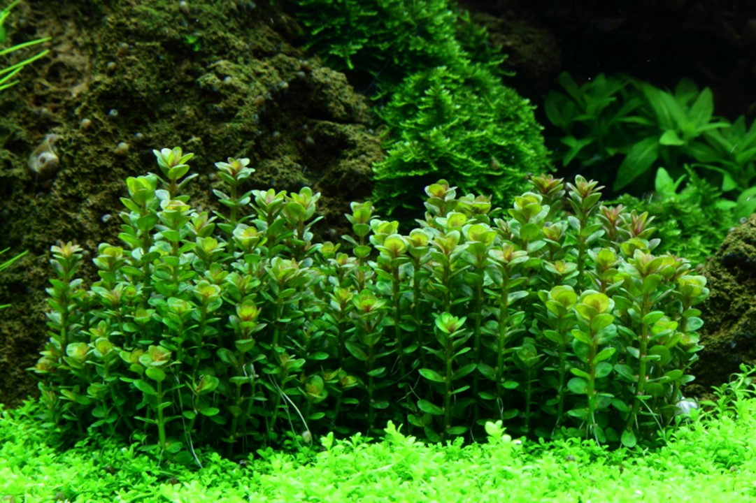 Healthy Rotala Indica Bonsai plant from Cuboid Nature Aquarium, showcasing vibrant green, compact aquatic plant for freshwater aquariums.