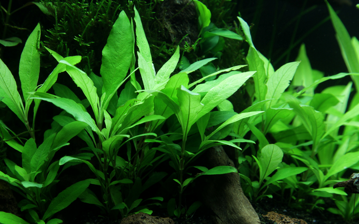 Healthy Hygrophila corymbosa 'Siamensis 53B' aquatic plant from Cuboid Nature Aquarium, with vibrant green leaves in a planted aquarium setting.