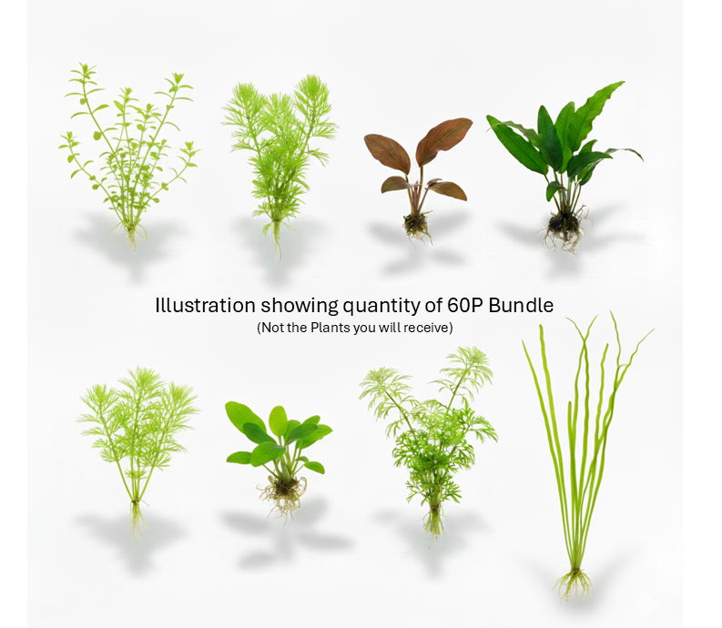 Cuboid Easy Plant Bundles