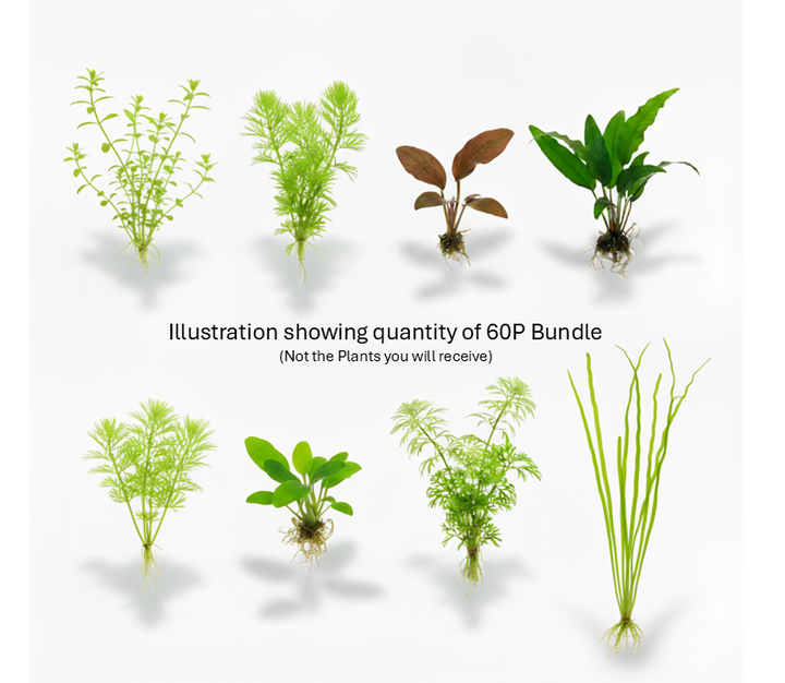 Cuboid Easy Plant Bundles