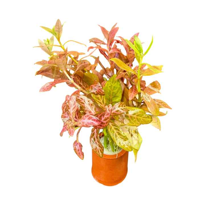Hygrophila rosanervis