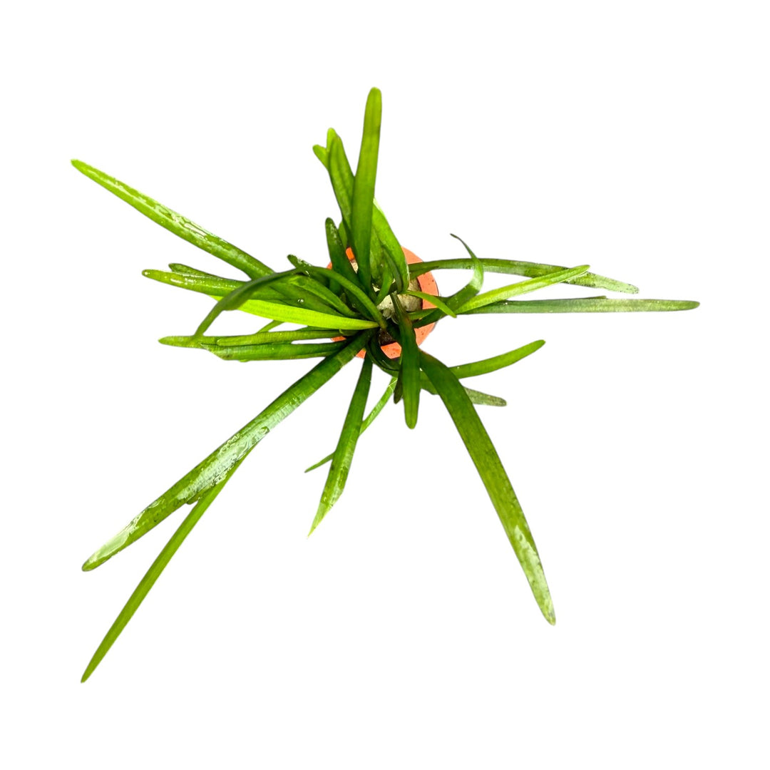 Sagittaria Pusilla