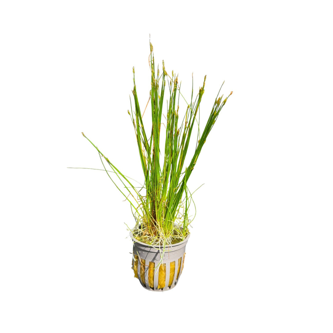 Dwarf Hairgrass (parvula)
