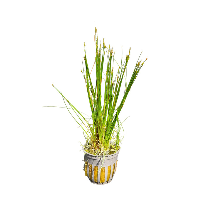 Dwarf Hairgrass (parvula)