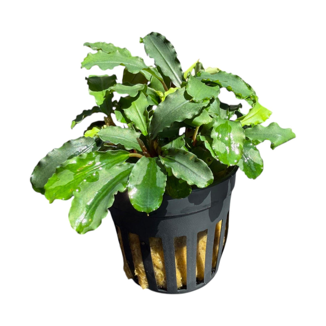 Bucephalandra Green Wavy