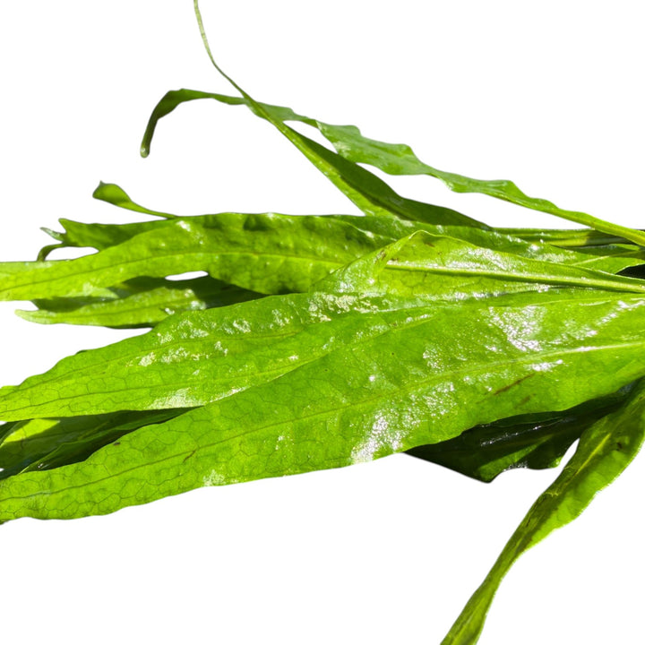 Java Fern Narrow
