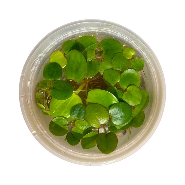 Amazon Frogbit
