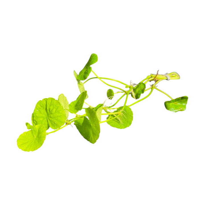 Pennywort Brazilian
