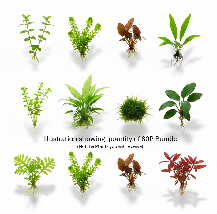 Cuboid Easy Plant Bundles