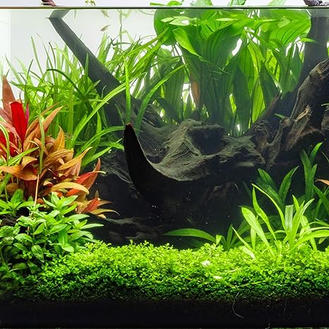 UNS Amazon Wood
