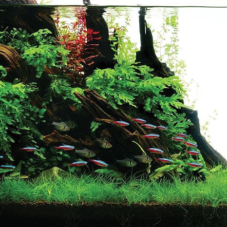 UNS Amazon Wood
