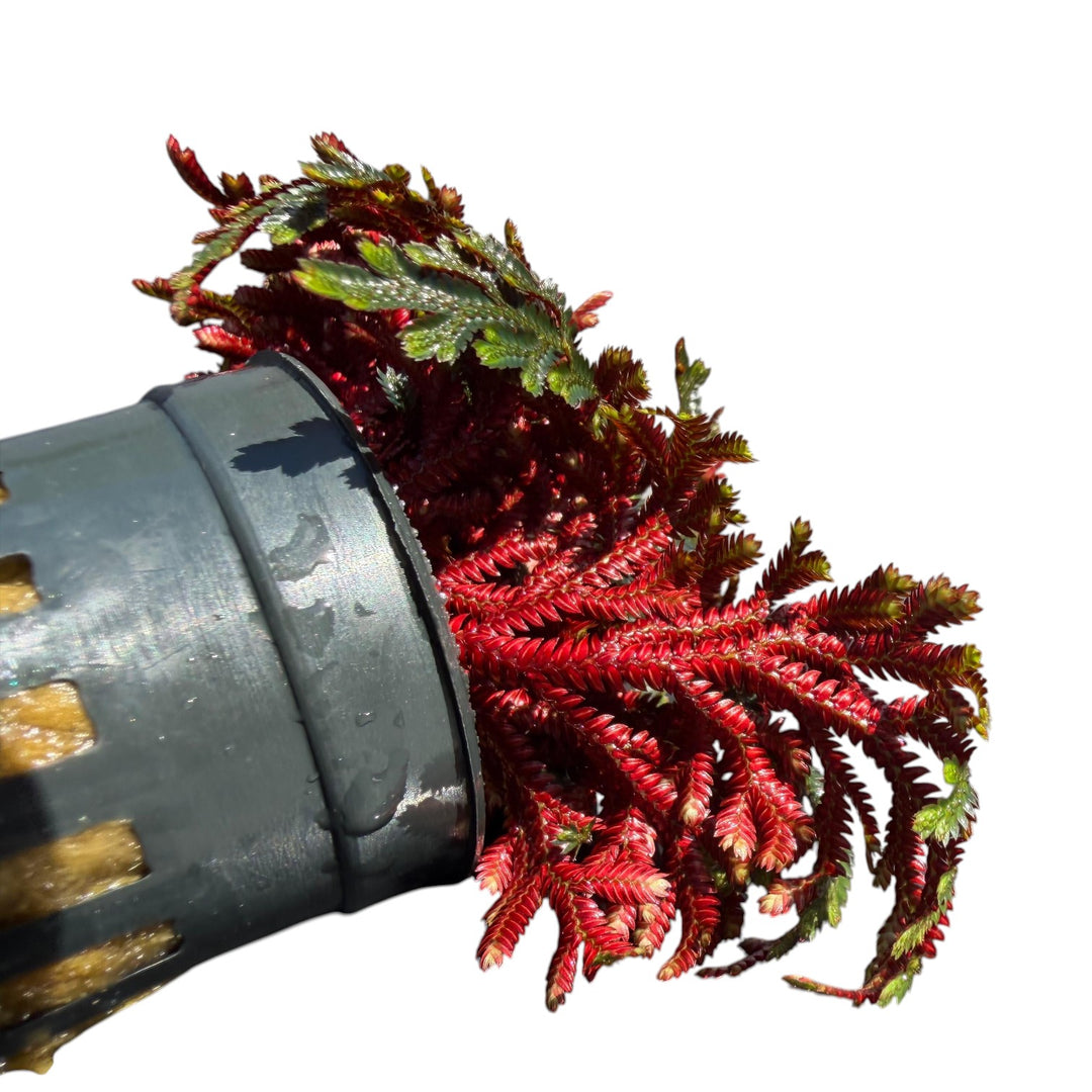 Ruby Red Club Moss
