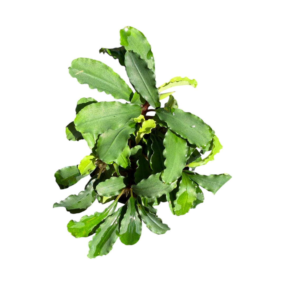 Bucephalandra Green Wavy