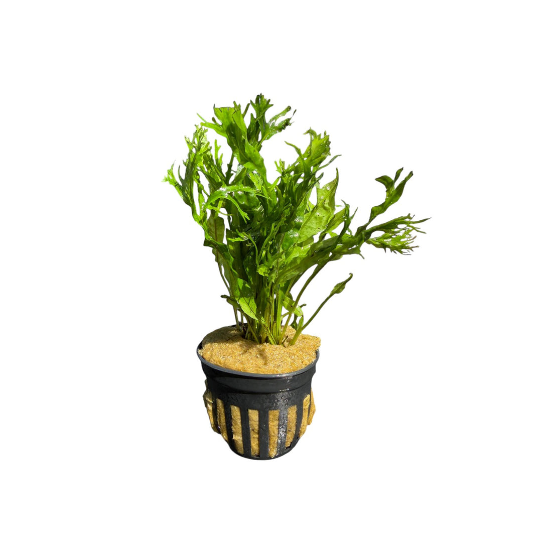 Java Fern Windelov