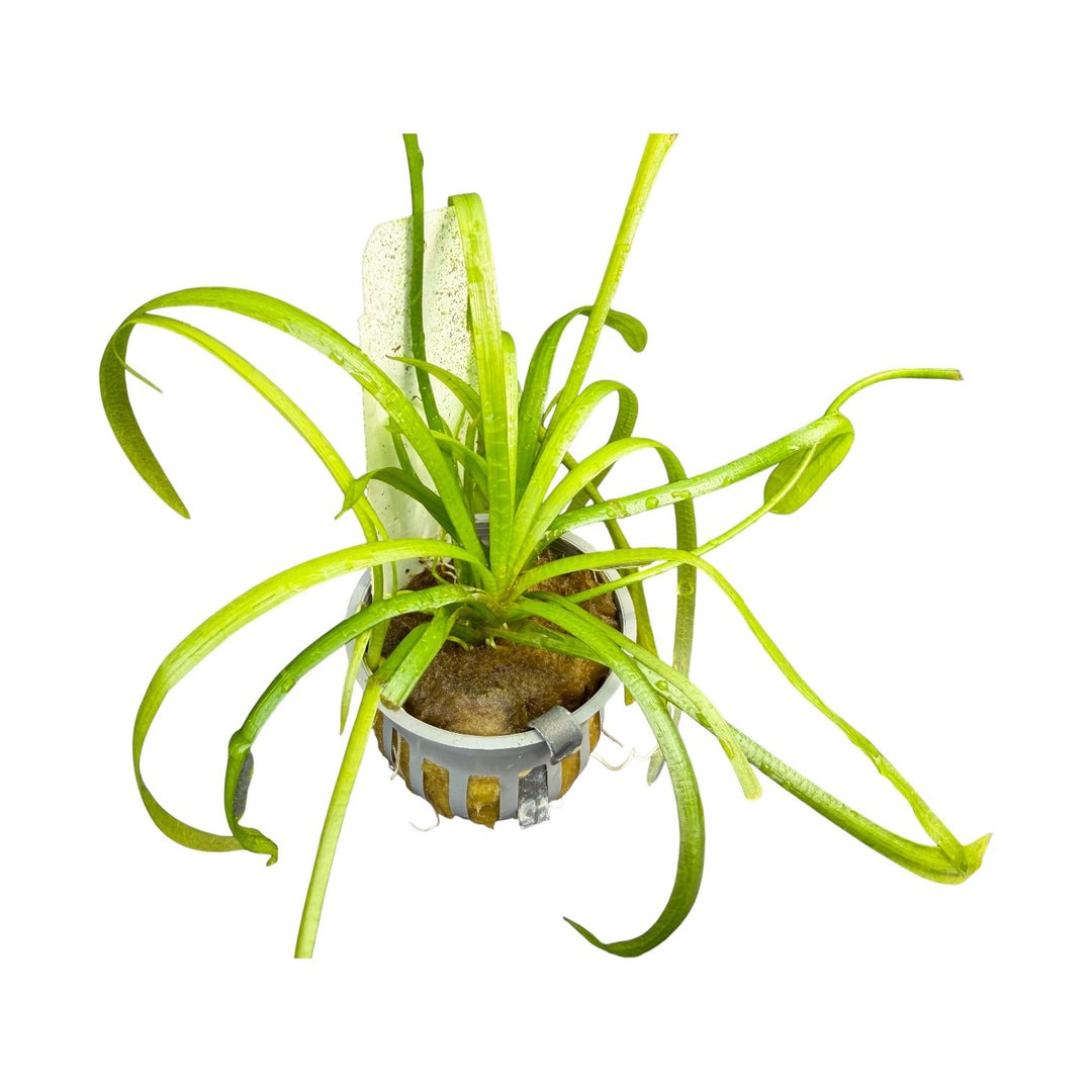 Dwarf Sagittaria Narrowleaf