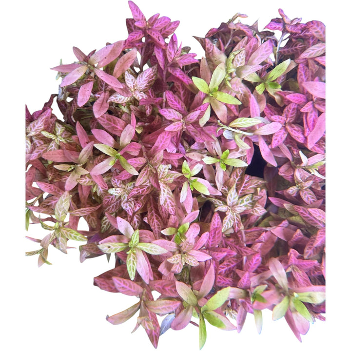 Hygrophila rosanervis